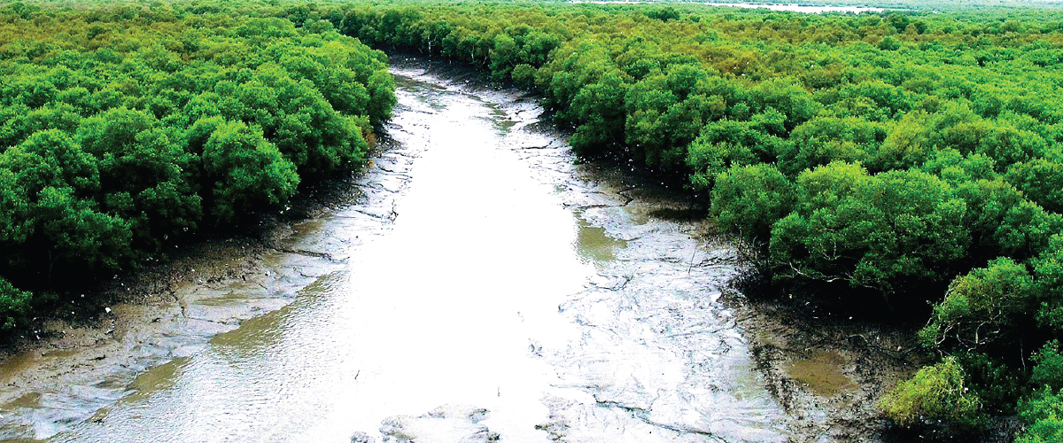 Pheroza Godrej talk for Mangroves