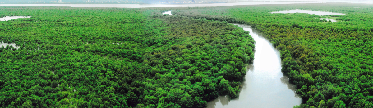 Know your Mangroves